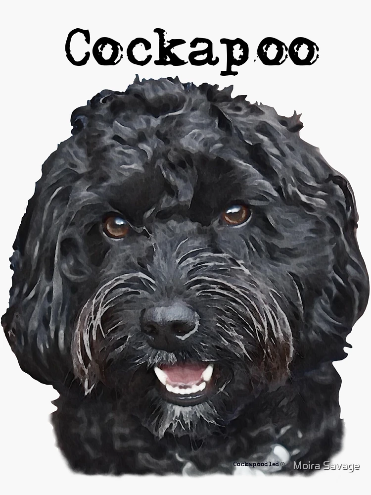 Black 2024 cockapoo dog