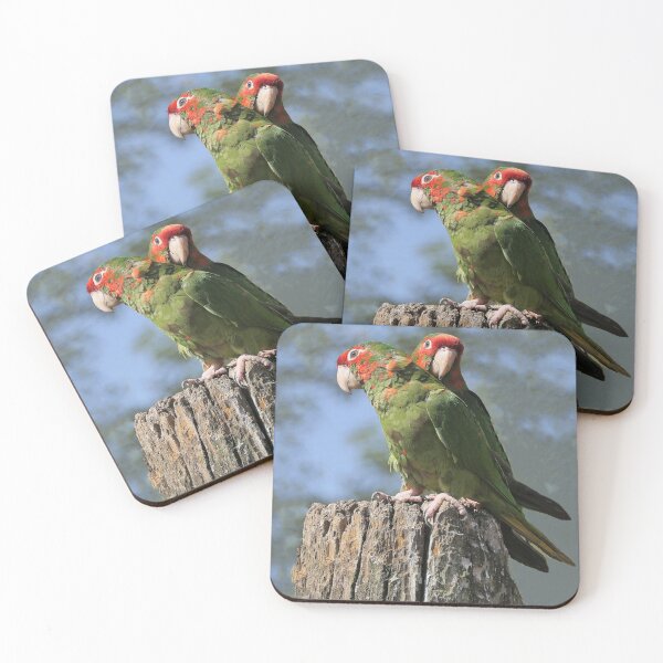 Item preview, r2395/ perroquet : Conure mitrée 2020 par Okaio Créations - Olavia-Olao designed and sold by o.okaïo.