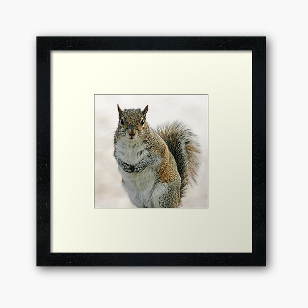 Gray Squirrel Framed Art Print