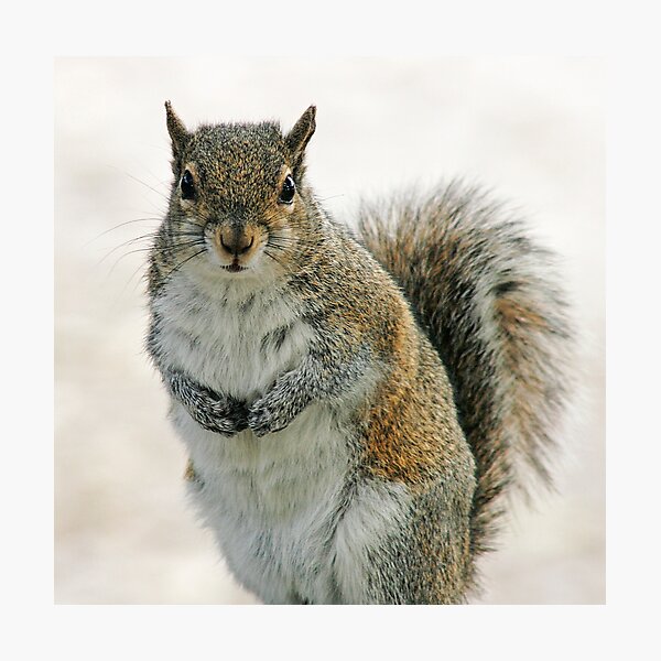 Gray Squirrel Photographic Print