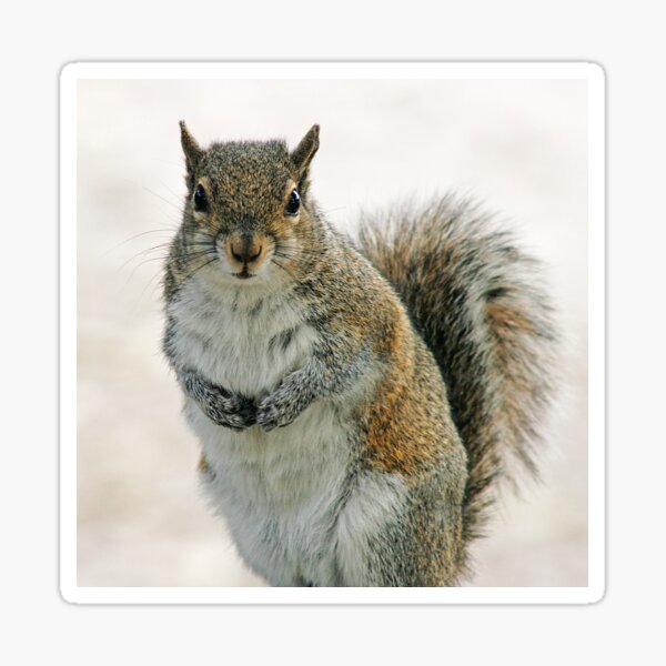 Gray Squirrel Sticker