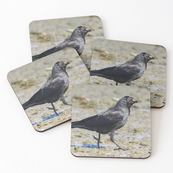 Item preview, Jackdaw stride designed and sold by GreyFeatherPhot.