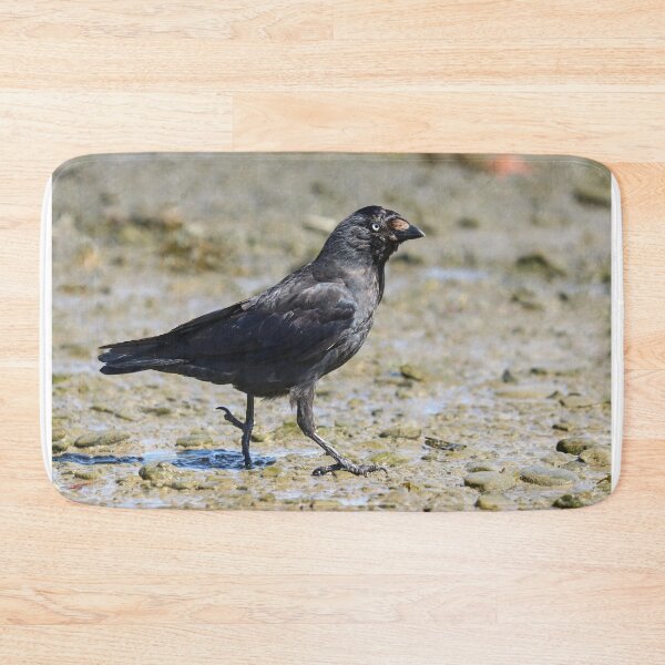 Item preview, Jackdaw stride designed and sold by GreyFeatherPhot.