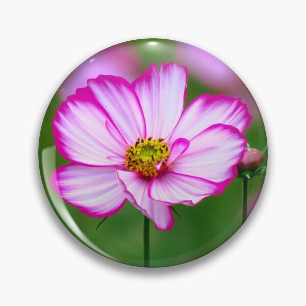 Item preview, pink cosmos flower, blossom, flowers, floral, pink designed and sold by rhnaturestyles.