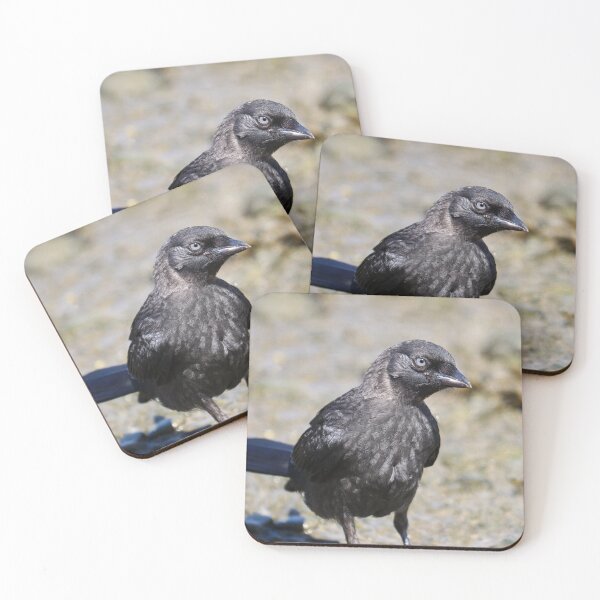 Item preview, Grajilla joven curiosa designed and sold by GreyFeatherPhot.
