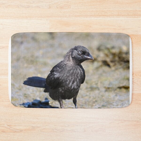 Item preview, Curious young jackdaw designed and sold by GreyFeatherPhot.