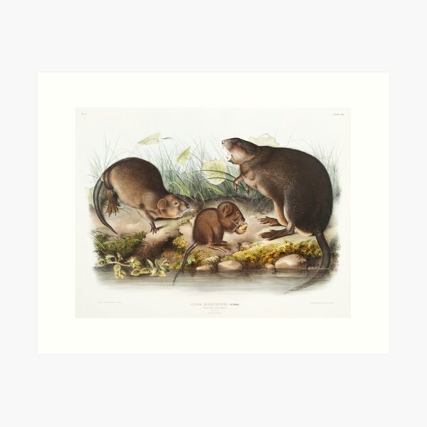 Item preview, Musk Rat- John James Audubon designed and sold by Vintage Designs +.
