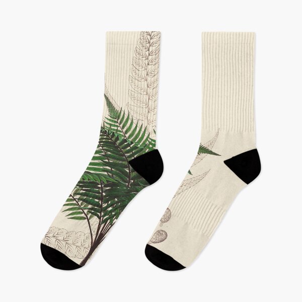 Item preview, Vintage botanical illustration - Asplenium attenuatum - fern family designed and sold by Gardenlibrary.