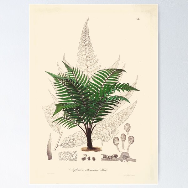 Item preview, Vintage botanical illustration - Asplenium attenuatum - fern family designed and sold by Gardenlibrary.