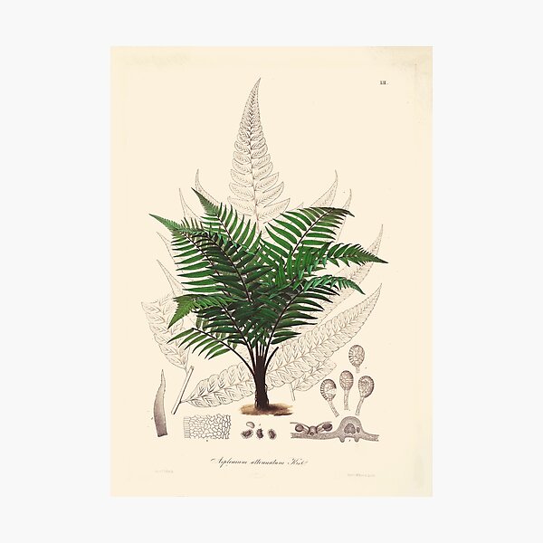 Item preview, Vintage botanical illustration - Asplenium attenuatum - fern family designed and sold by Gardenlibrary.