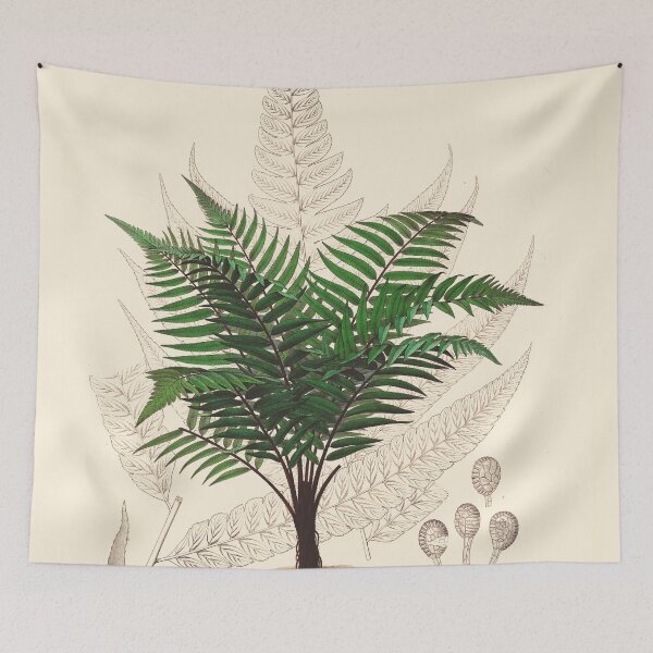 Item preview, Vintage botanical illustration - Asplenium attenuatum - fern family designed and sold by Gardenlibrary.