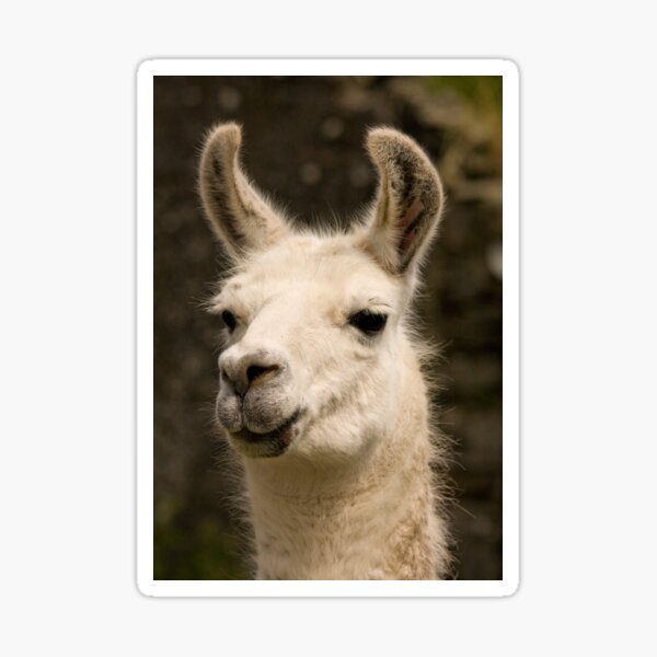 Llama Sticker