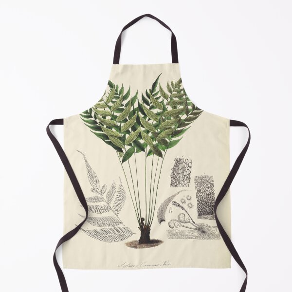 Item preview, Vintage botanical illustration - Asplenium ocanniense - fern family designed and sold by Gardenlibrary.