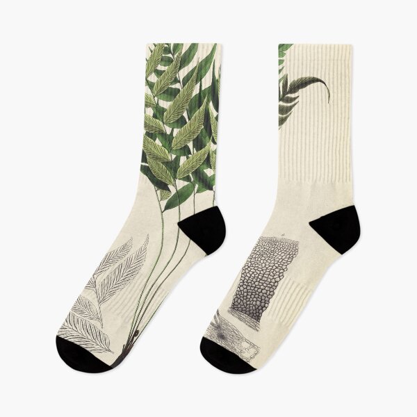 Item preview, Vintage botanical illustration - Asplenium ocanniense - fern family designed and sold by Gardenlibrary.
