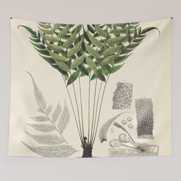 Item preview, Vintage botanical illustration - Asplenium ocanniense - fern family designed and sold by Gardenlibrary.