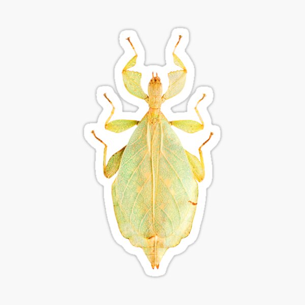 Leaf Insect (Phyllium gardabagusi) Sticker