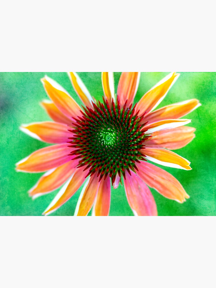Neon Coneflower by CindiR60