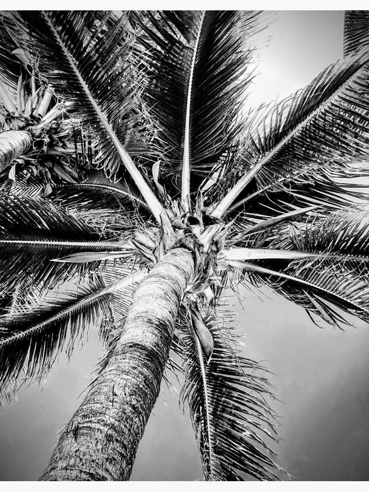 palm-tree-black-and-white-poster-for-sale-by-mva-designs-redbubble