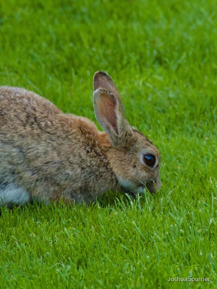 Thumbnail 4 of 4, iPhone Case, Wild Rabbit designed and sold by JoshuaSpurrier.