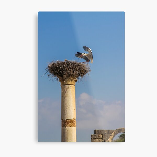 Item preview, Volubilis Landing designed and sold by Reymond Page.
