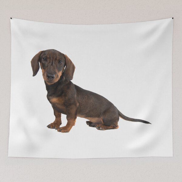 Item preview, Cute Dachshund Adorable Puppy designed and sold by treasure-crafts.