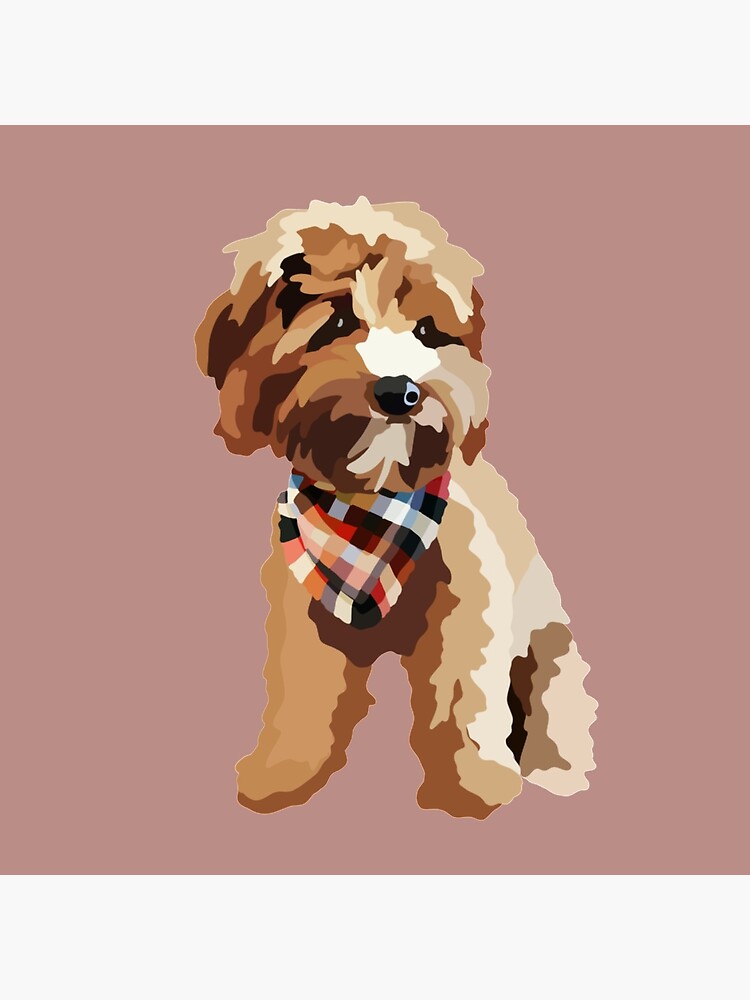 teddy cavapoo