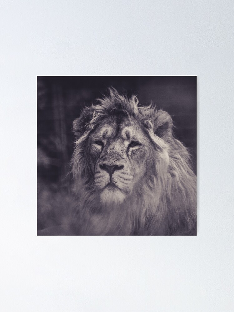 "Black and white lion " Poster by Bruxart Redbubble