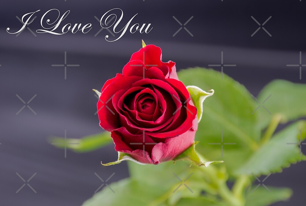 "Red Rose I Love You" by Russell102 Redbubble