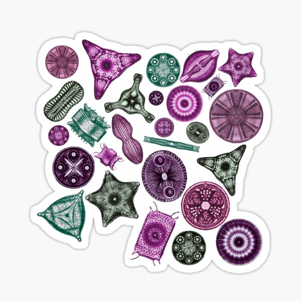 Item preview, Ernst Haeckel Teal Diatoms Tossed in Pinks and Greens designed and sold by aimeewilson.