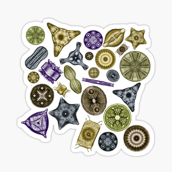 Item preview, Haeckel Teal Diatoms Tossed in Autumn Colors designed and sold by aimeewilson.