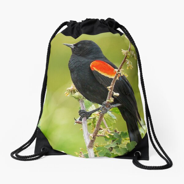 Item preview, Male Red-winged Blackbird designed and sold by Belinda Greb Photography.