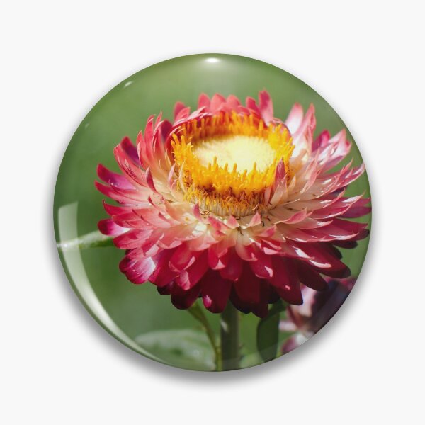 Item preview, Red paper daisy designed and sold by notjustamwac.