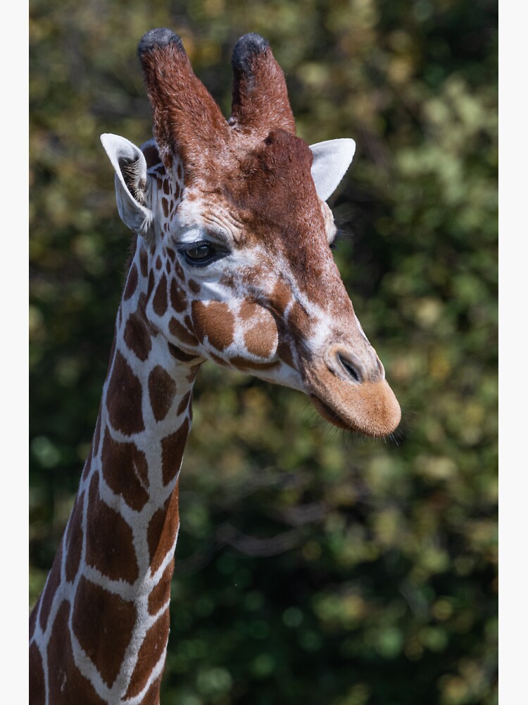 "Yorkshire Wildlife Park Giraffe" Sticker by Reynard63 | Redbubble