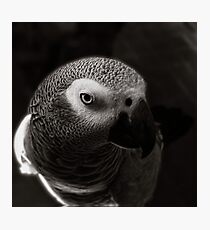 african grey Photographic Print