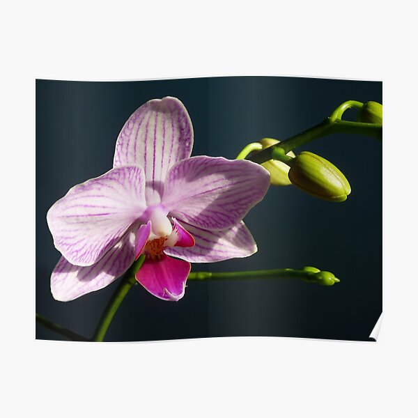 Lone Orchid Poster