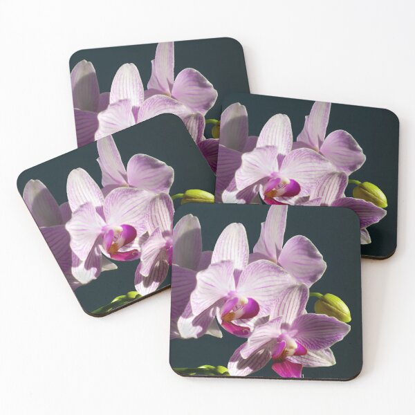 Item preview, Pink and White Orchids in light close up IV designed and sold by Laurence Bruneau.