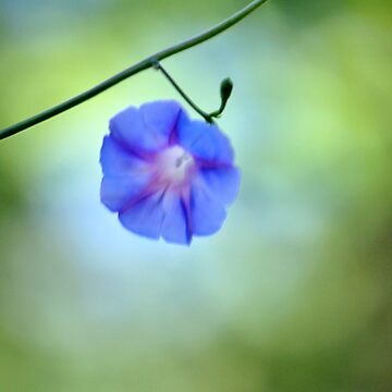 Artwork thumbnail, Soft Blue by michaelasamples