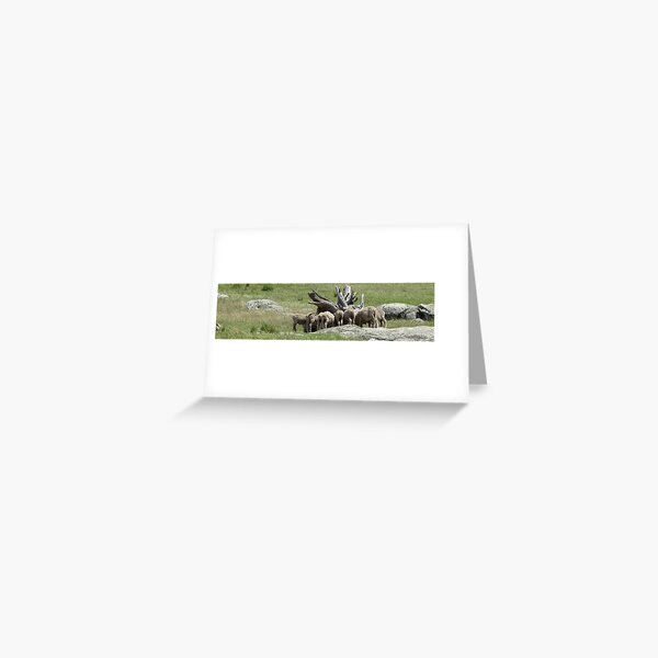 Secret Sheep Business Greeting Card