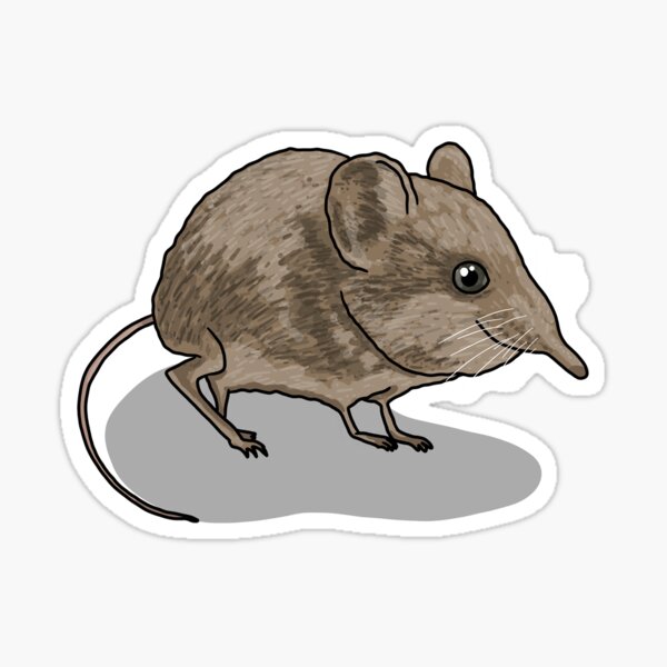 Item preview, Elephant shrew (Macroscelides proboscideus) designed and sold by Pongidae.