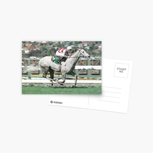 Champion Australian racehorse Schillaci. Postcard