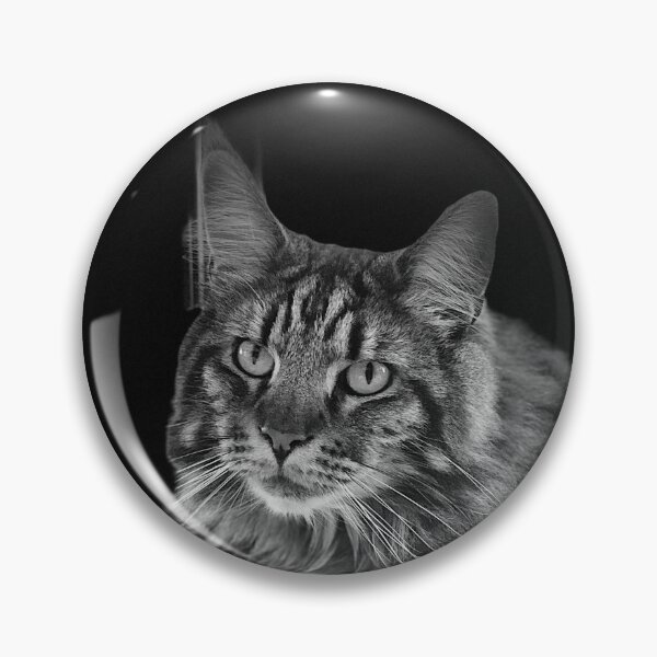 Artikelvorschau, Maine Coon in Schwarz und Weiß entworfen und verkauft von FlyingTreg.