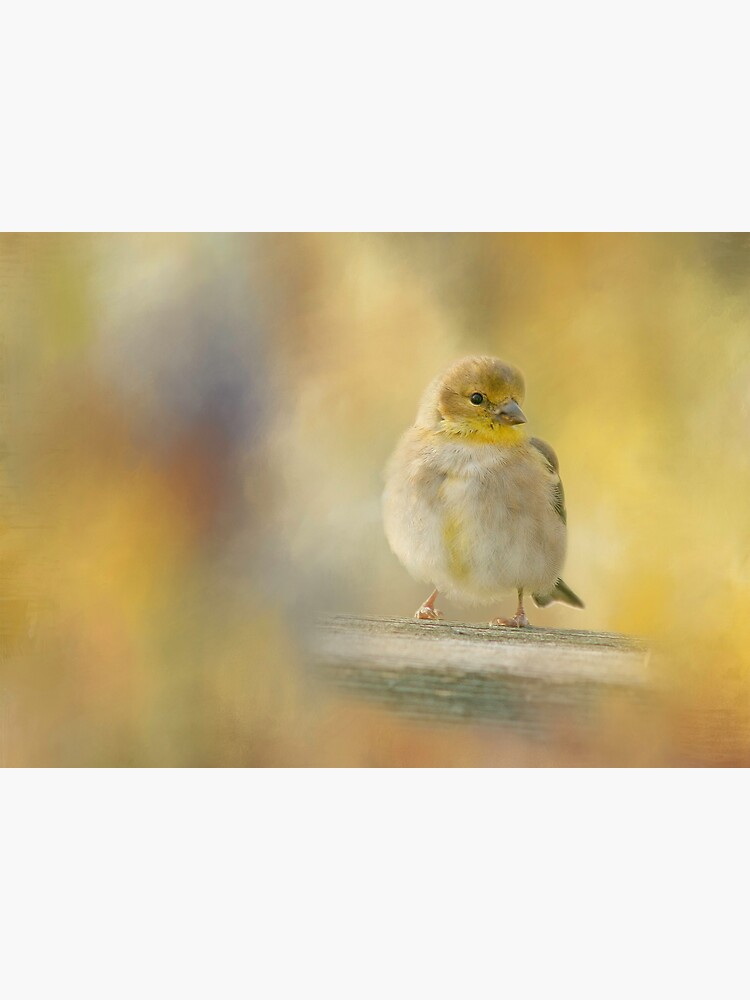 American Goldfinch by CindiR60