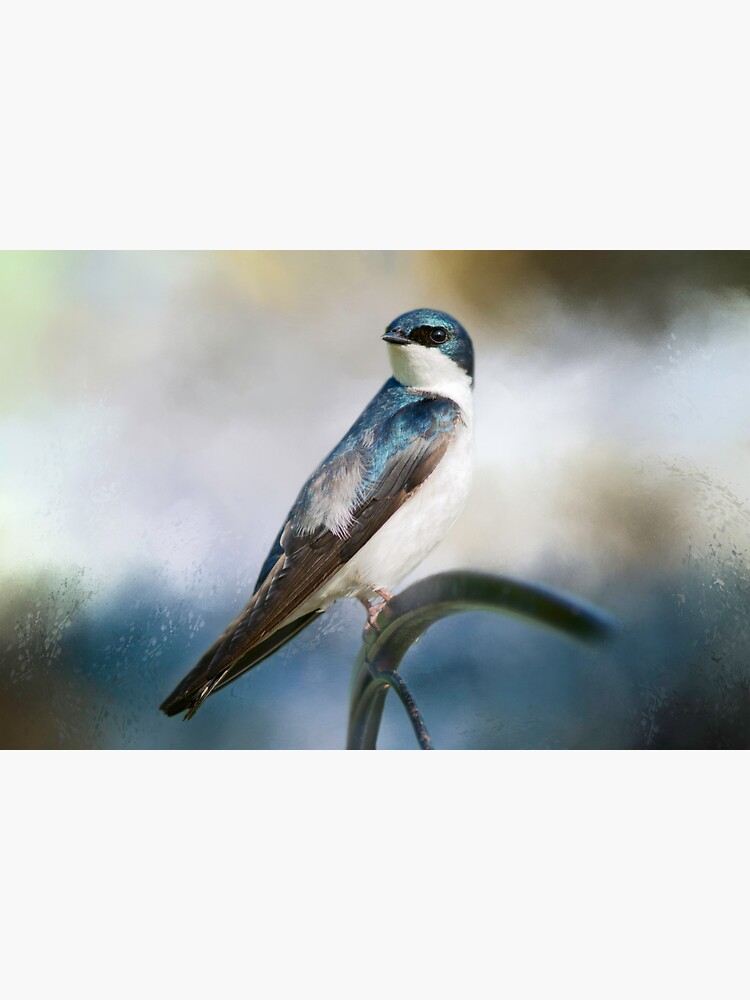 Tree Swallow by CindiR60