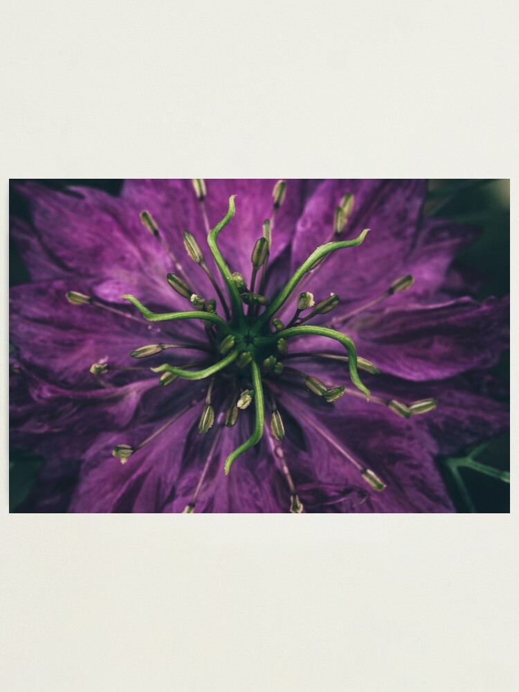 Alternate view of Love In The Mist Photographic Print