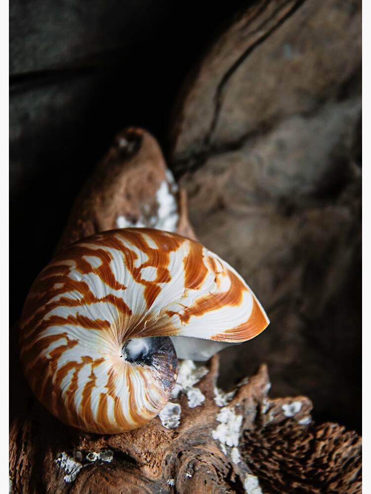 Chambered Nautilus by CindiR60