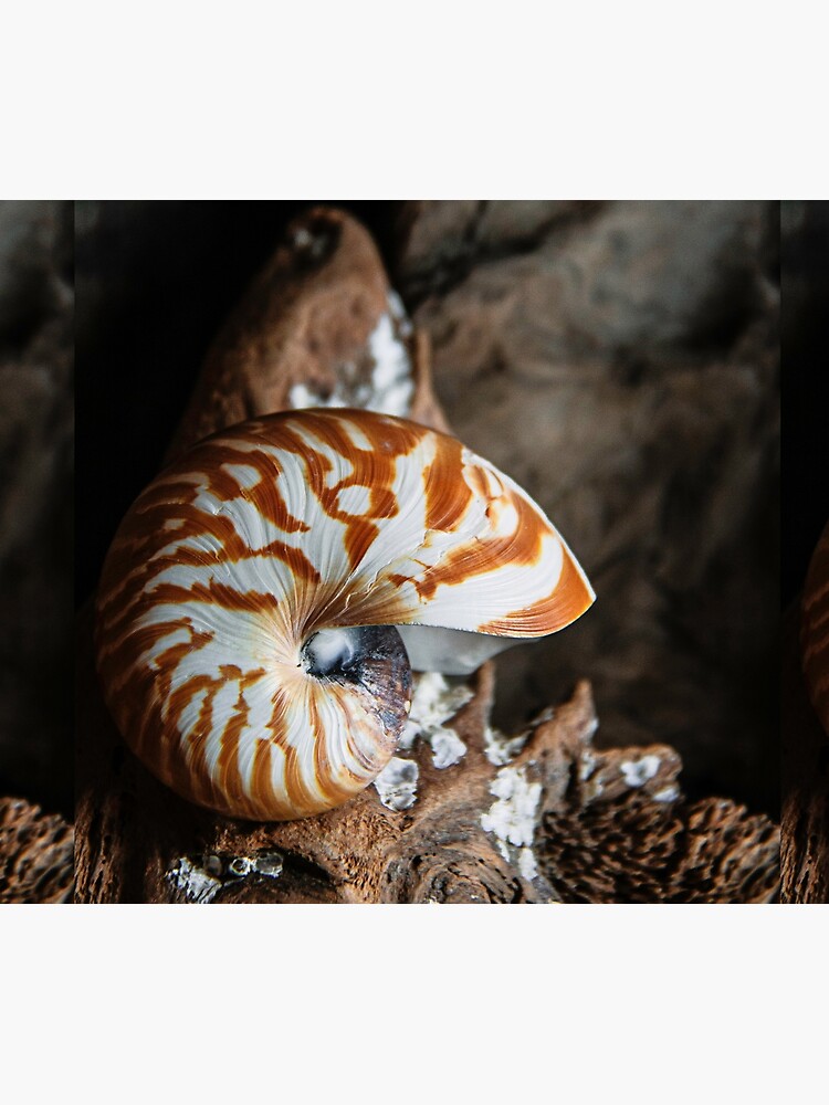 Chambered Nautilus by CindiR60