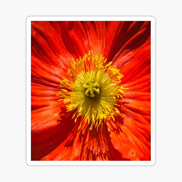 Aperçu de l'œuvre Coquelicot rouge-jaune créée et vendue par frankuffmann.