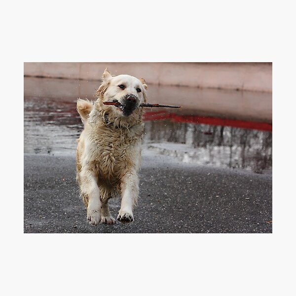 Item preview, Fetch! designed and sold by Alex Boros.