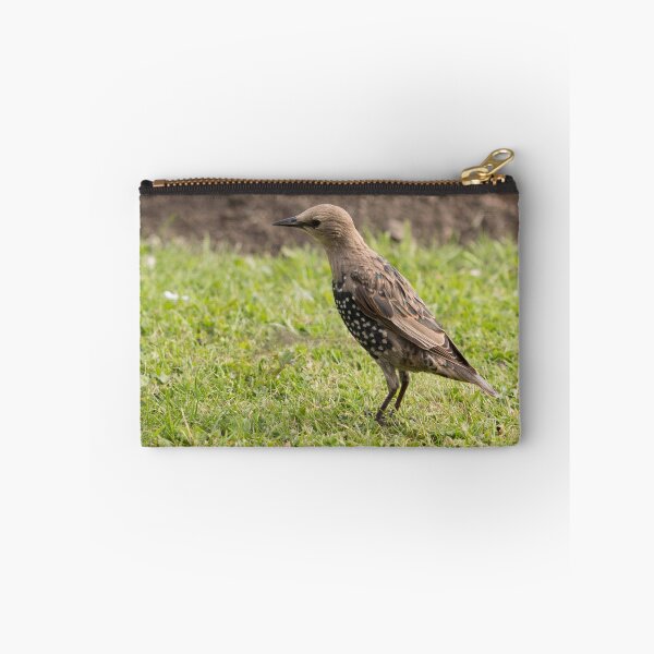 Item preview, Starling designed and sold by Robert Carr.