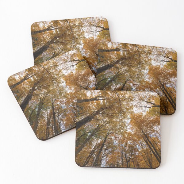 Artikelvorschau, Herbstbäume von unten entworfen und verkauft von pietrofoto.